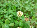 Trifolium repens, theÃÂ white clover also known asÃÂ Dutch clover,ÃÂ Ladino clover, orÃÂ Ladino. Floral desktop background. Trifolium